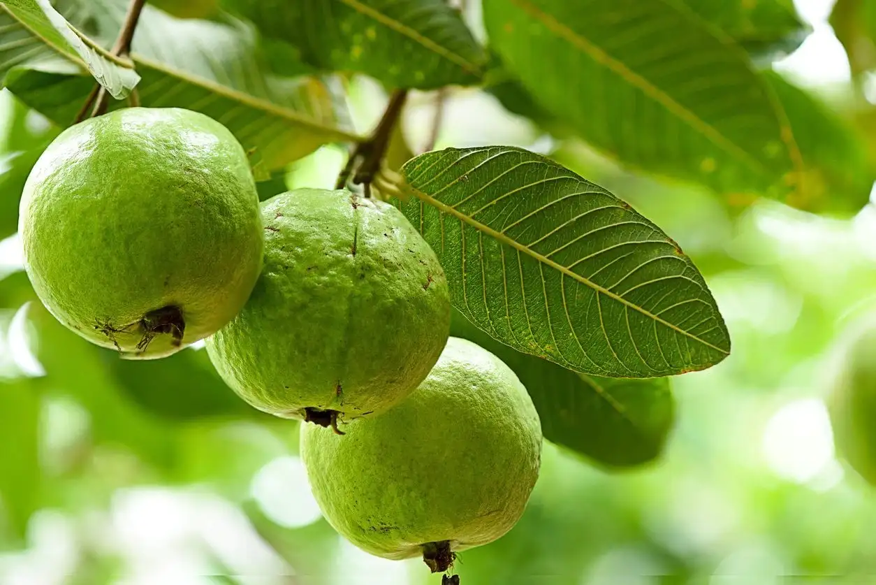 Benefits of Guava for Health |  These are 7 surprising benefits of eating gooseberry fruits of winter, with weight loss, this disease is like medicine