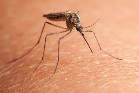 Are mosquitoes suffocating Try these home remedies mosquitoes will be