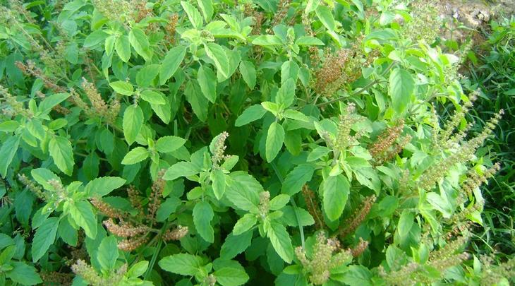Tulsi leaves are very effective in treating these 5 diseases, making the body healthy