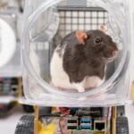 Now mice can drive 'cars'!  Special training is being given in this university