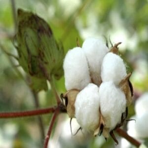 Suggested measures for control of pink trunk and white fly in cotton crop